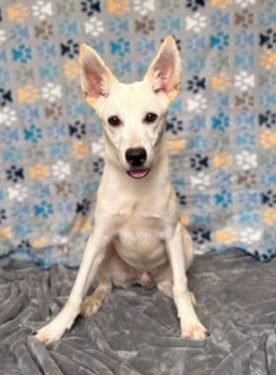 Photo of Boltcephus, adoptable Shepherd in Pleasanton, Texas