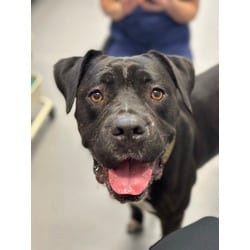 Photo of Elvira, adoptable Mixed Breed (Medium) in New Castle, Delaware