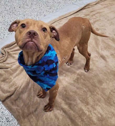 Photo of Piquero, adoptable Pit Bull Terrier in Detroit, Michigan