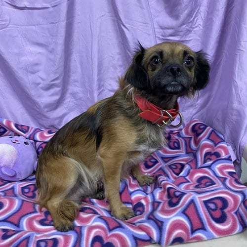 Photo of Pipper, adoptable Chihuahua in Modesto, California