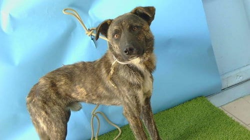 Photo of Roscoe, adoptable German Shepherd Dog in Gardena, California