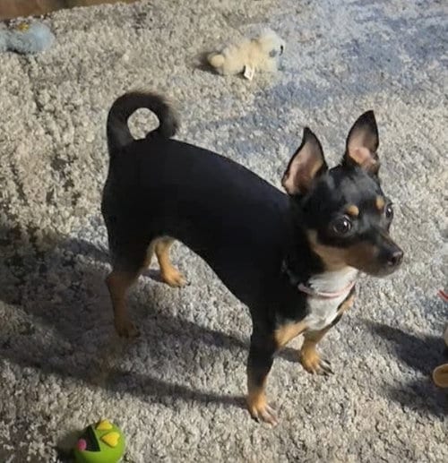 Photo of Dazee May, adoptable Miniature Pinscher in Cottage Grove, Minnesota
