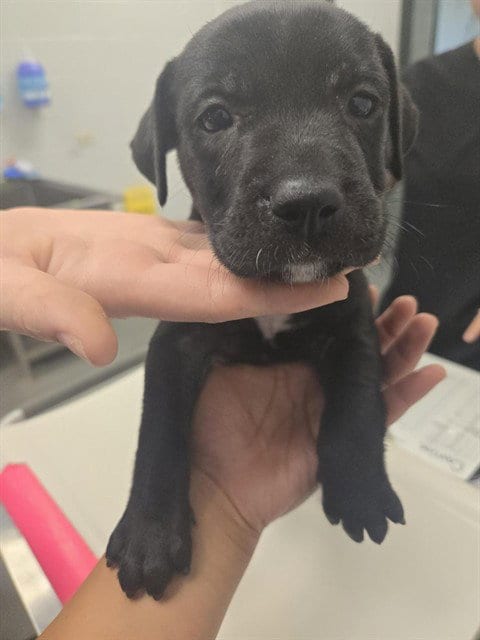 Photo of Washington, adoptable American Pit Bull Terrier in Corpus Christi, Texas