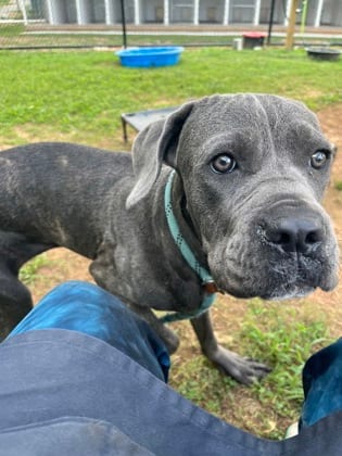 Photo of Jeremiah, adoptable dog in Chamblee, Georgia