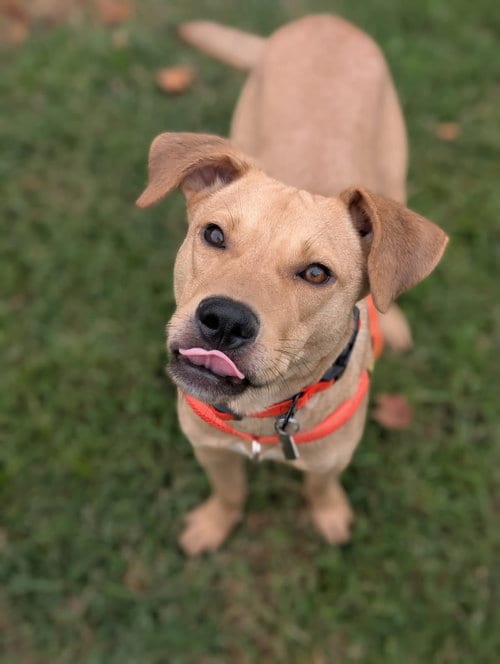 Photo of Duncan-handsome yellow lab mix, adoptable Labrador Retriever in Oakhurst, New Jersey