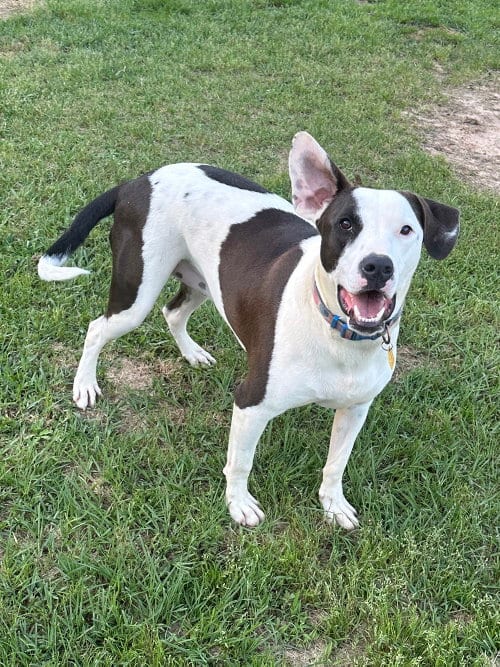 Photo of Watson, adoptable Labrador Retriever in Eastman, Georgia