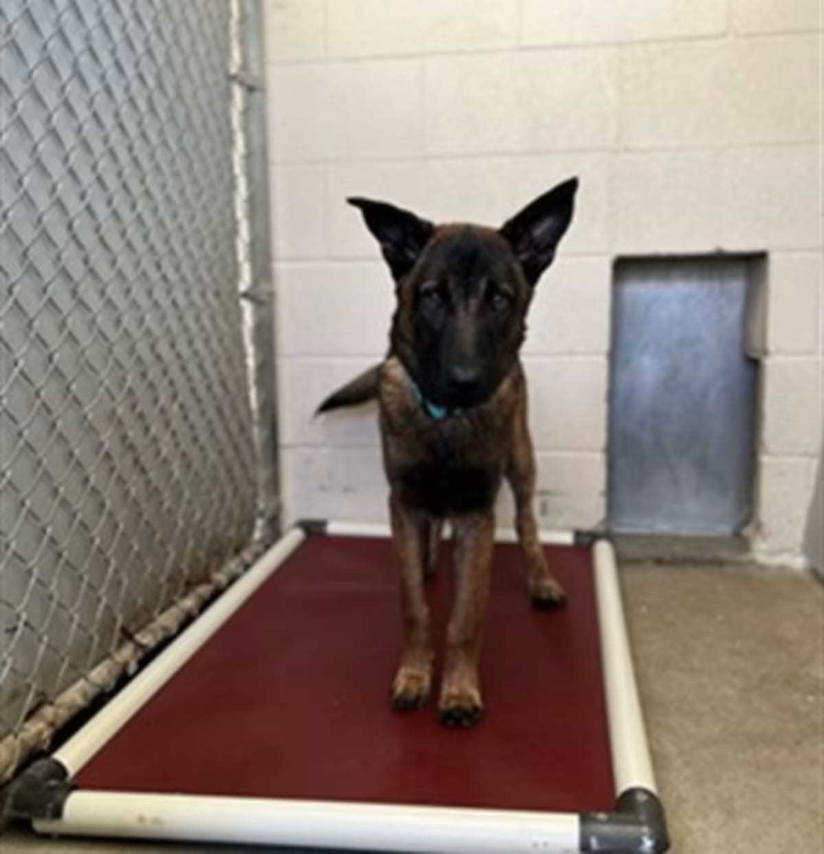 Photo of Lil Schae, adoptable Belgian Malinois in Santa Maria, California