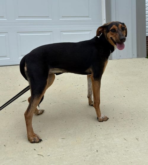 Photo of Ruby, adoptable Beagle in Attalka, Alabama