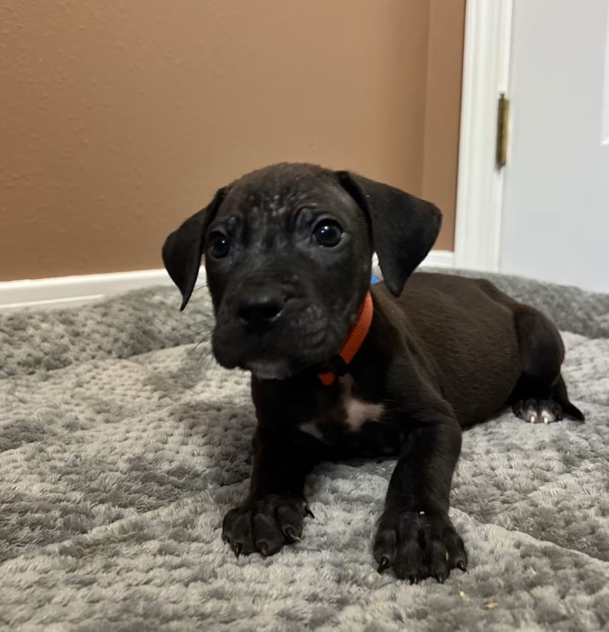 Photo of Colby, adoptable Catahoula Leopard Dog in Baton Rouge, Louisiana