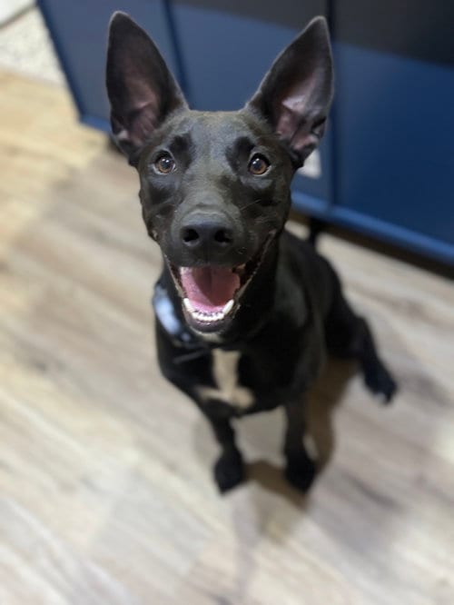 Photo of Skye, adoptable German Shepherd Dog in McKinney, Texas