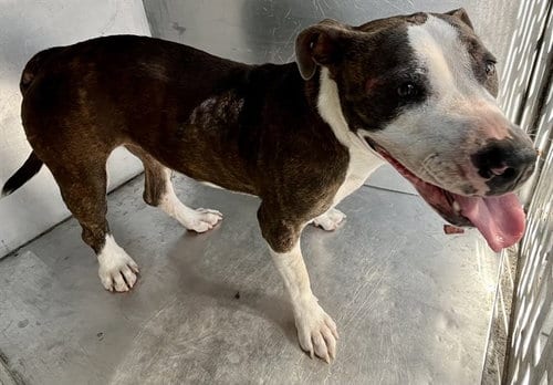 Photo of Radiance, adoptable American Staffordshire Terrier in Waco, Texas