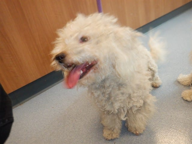 Photo of Senior Maltese, adoptable Maltese in San José, California