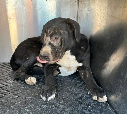 Photo of Cupid, adoptable Pit Bull Terrier in HESPERIA, California