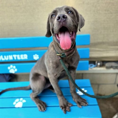 Photo of Autumn, adoptable Cane Corso Mastiff in Long Beach, California