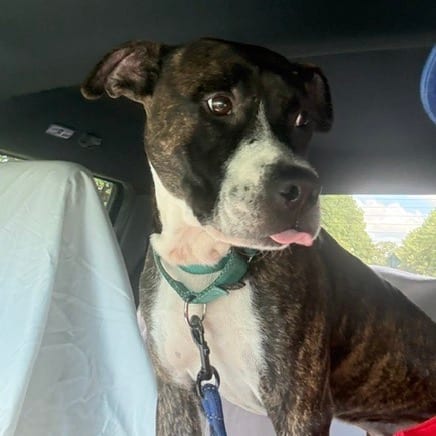 Photo of Frisbee @ Foster, adoptable Mixed Breed (Large) in Summerville, South Carolina