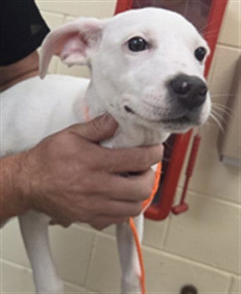 Photo of Cypress, adoptable Terrier in Sanford, Florida