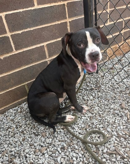 Photo of Lalaloopsey, adoptable dog in Chamblee, Georgia