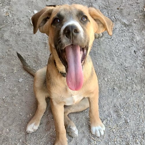 Photo of Billy, adoptable Shepherd in Yreka, California