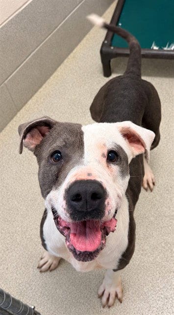 Photo of Scout, adoptable Pit Bull Terrier in Statesville, North Carolina