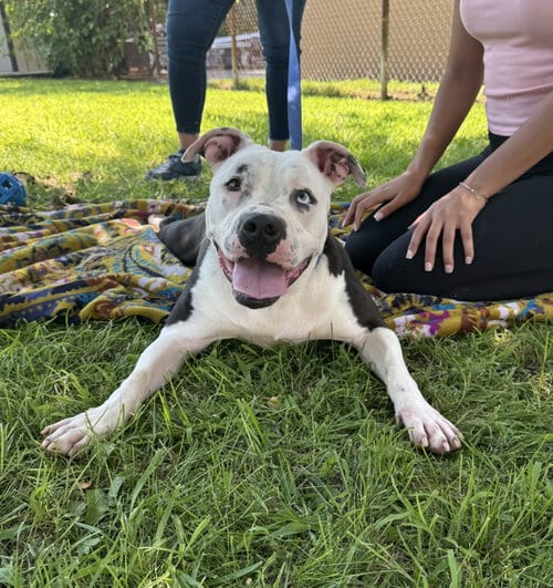 Photo of Diamond, adoptable American Pit Bull Terrier in Perth Amboy, New Jersey