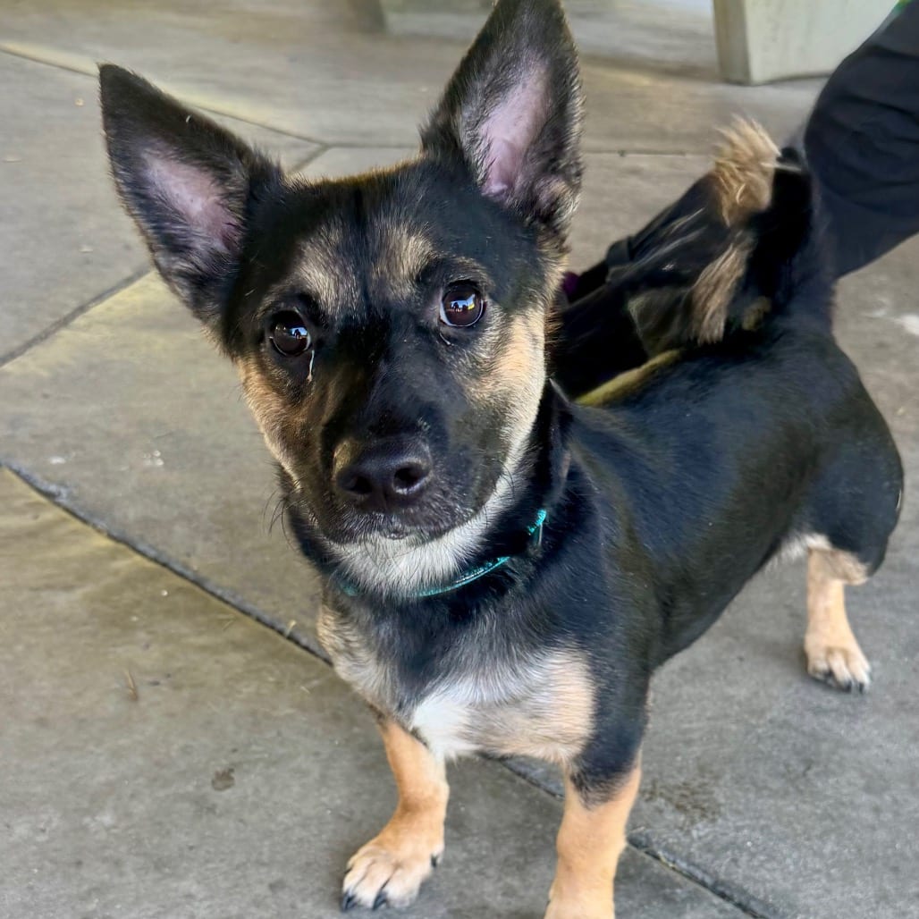 Photo of Zander - Chino Hills Location, adoptable Corgi, Cardigan Welsh / Mix