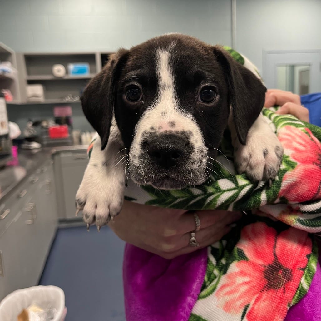 Photo of Kennedy, adoptable Retriever, Labrador / Mixed Breed (Small) in Greensboro, North Carolina