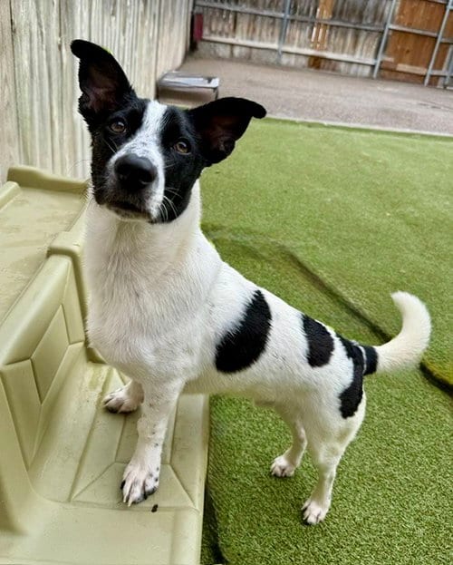 Photo of Pretzel, adoptable Terrier in St. Louis Park, Minnesota