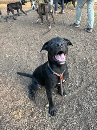 Photo of Vardo, adoptable dog in Chamblee, Georgia