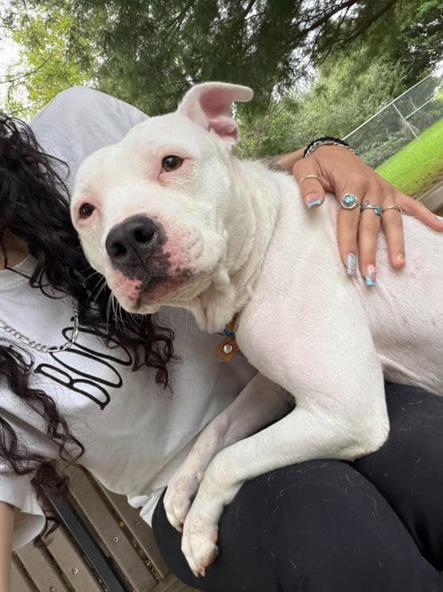 Photo of Snow, adoptable American Staffordshire Terrier in Front Royal, Virginia