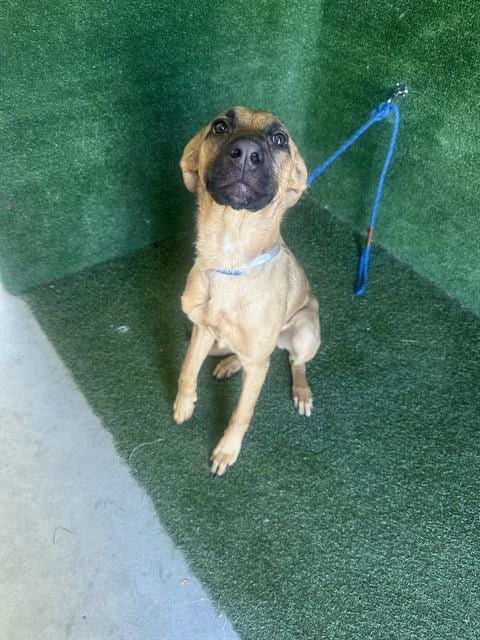 Photo of Bella, adoptable Belgian Shepherd Malinois in Lancaster, California