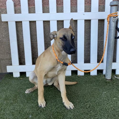 Photo of Brookie, adoptable Belgian Shepherd Malinois in Modesto, California
