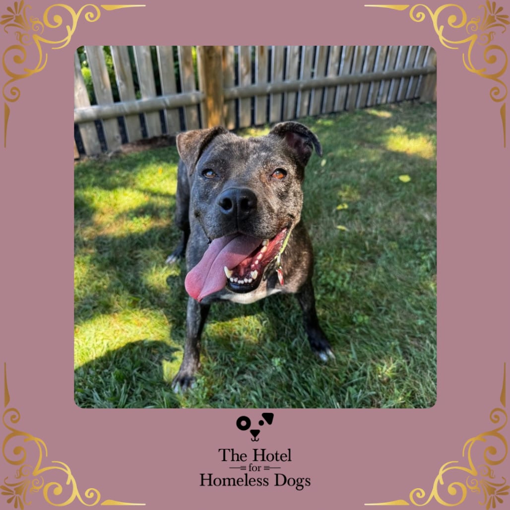 Photo of Sable, adoptable Retriever, Labrador / Terrier in Cumberland, Rhode Island