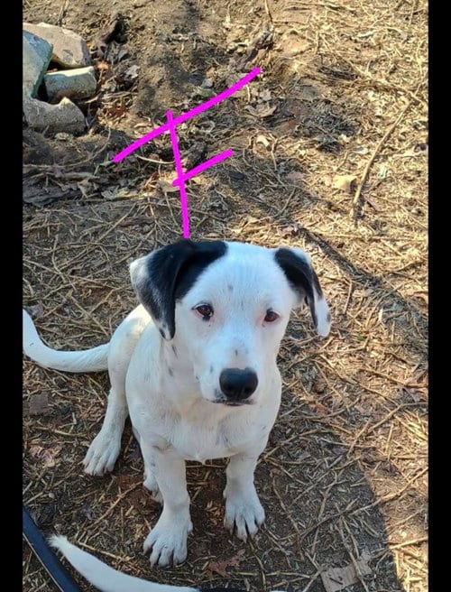 Photo of Popis, adoptable Unknown breed (short coat) in Paramus, New Jersey