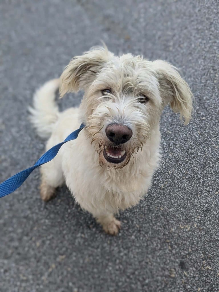 Photo of Casper, adoptable Poodle in Douglasville, Georgia