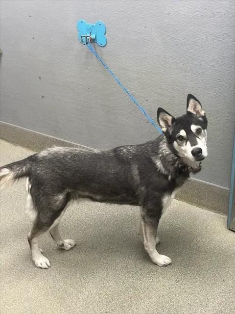 Photo of Stormy, adoptable Siberian Husky in Las Vegas, Nevada