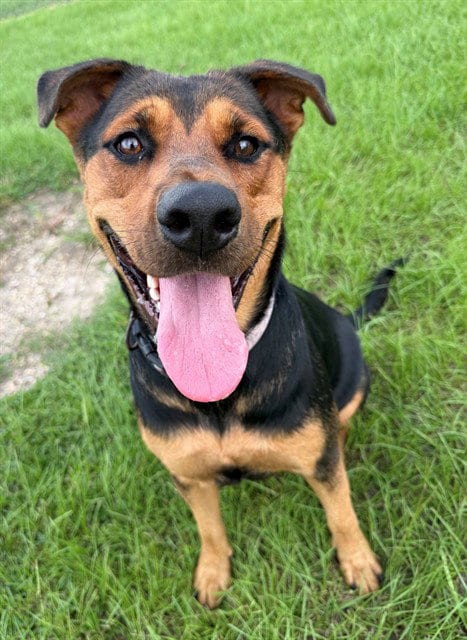 Photo of Samantha, adoptable Rottweiler in Conroe, Texas