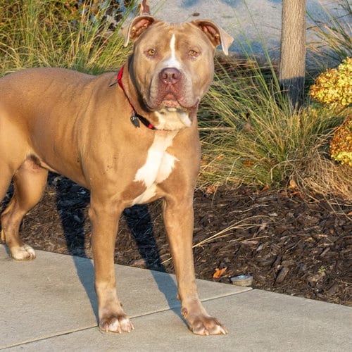 Photo of Django, adoptable Pit Bull Terrier in Maryland, Missouri