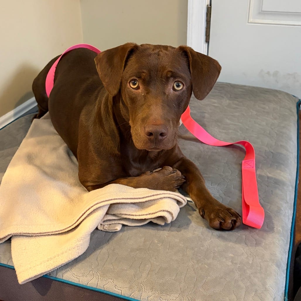 Photo of Tikki, adoptable Mixed Breed (Medium) in Maryland, Maryland