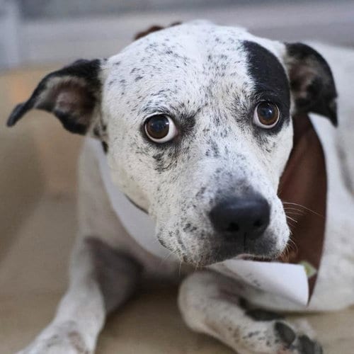 Photo of Madame T Bone, adoptable Australian Cattle Dog/Blue Heeler in San Antonio, Texas