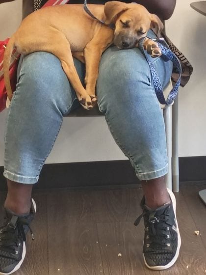 Photo of Rambo, adoptable dog in Atlanta, Georgia