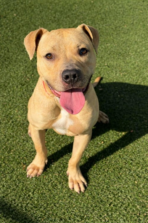 Photo of Gumdrop, adoptable Unknown breed in Shelburne, Vermont
