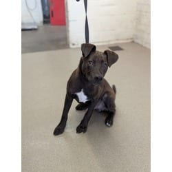 Photo of Gumbo, adoptable Labrador Retriever American Pit Bull Terrier in San Bernardino, California