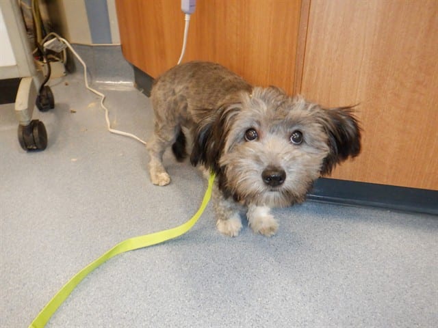 Photo of Senior Schnauzer - Miniature, adoptable Schnauzer - Miniature in San José, California