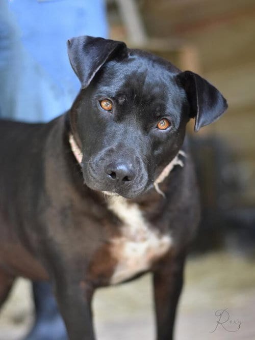 Photo of Roxy (Trinity), adoptable Labrador Retriever in Brewster, New York