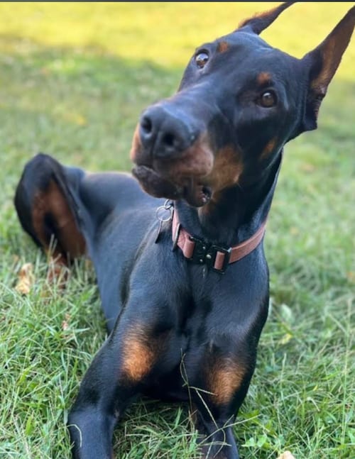 Photo of Rufio Foster Needed, adoptable Doberman Pinscher in Buffalo, Minnesota