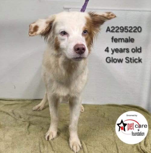 Photo of Glimmer, adoptable Border Collie in Los Angeles, California