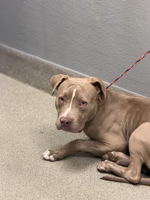 Photo of Ghoul, adoptable Pit Bull Terrier in Las Vegas, Nevada