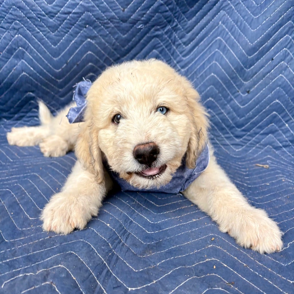 Photo of Ash, adoptable Mixed Breed (Medium) in Oklahoma-based; Northeast placements, Oklahoma