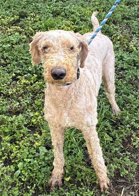 Photo of Winnie, adoptable Poodle (Standard) in Fort Lauderdale, Florida