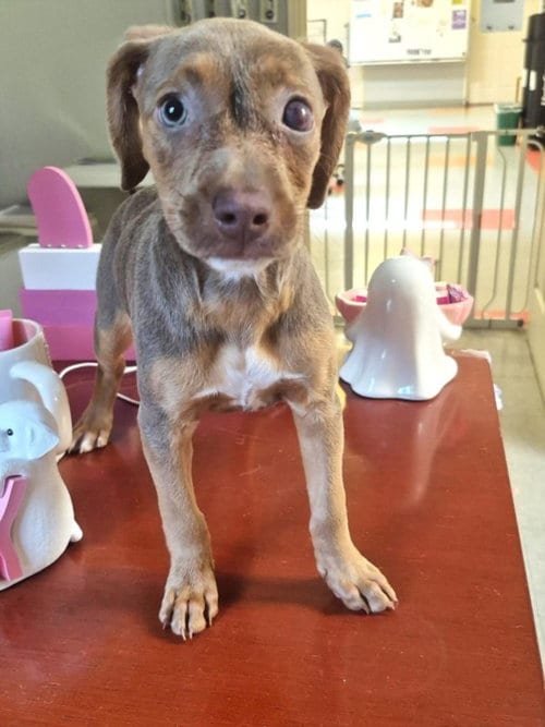 Photo of Hazel, adoptable Staffordshire Bull Terrier in Houston, Texas